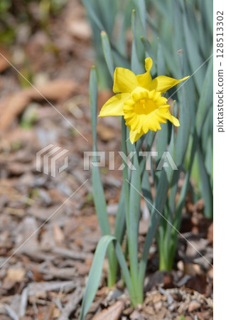 黃色水仙花（赤城自然公園/群馬縣澀川市） 128513302