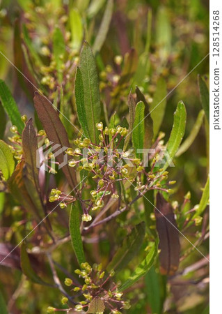 甘蔗翅果，2025年5月 128514268