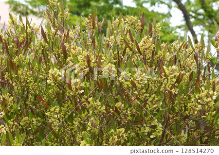 甘蔗翅果，2025年5月 128514270