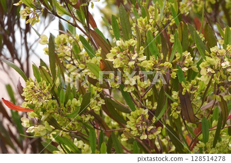 甘蔗翅果，2025年5月 128514278