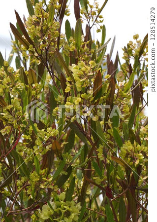 甘蔗翅果，2025年5月 128514279