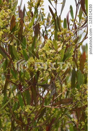 甘蔗翅果，2025年5月 128514280