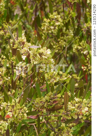 甘蔗翅果,2025年5月 甘蔗翅果,2025年5月 128514290