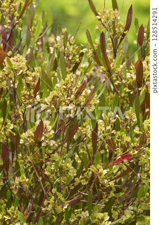 甘蔗翅果,2025年5月 甘蔗翅果,2025年5月 128514291