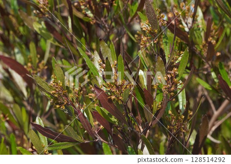 甘蔗翅果，2025年5月 128514292