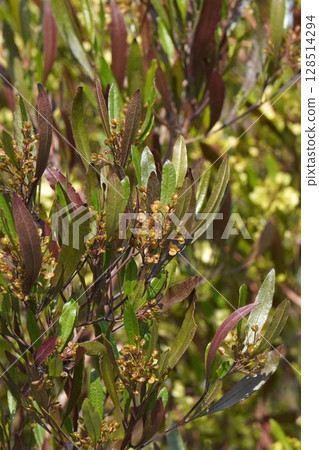 甘蔗翅果,2025年5月 甘蔗翅果,2025年5月 128514294