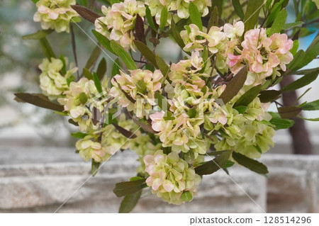 甘蔗翅果,2025年5月 甘蔗翅果,2025年5月 128514296