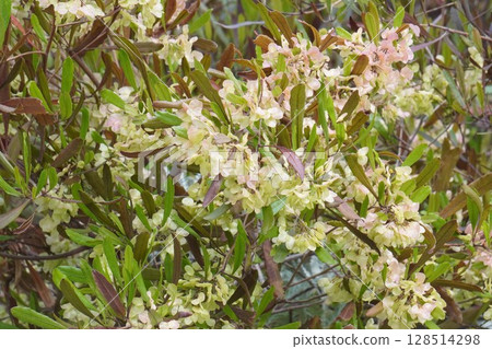 甘蔗翅果，2025年5月 128514298