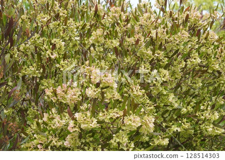 甘蔗翅果，2025年5月 128514303