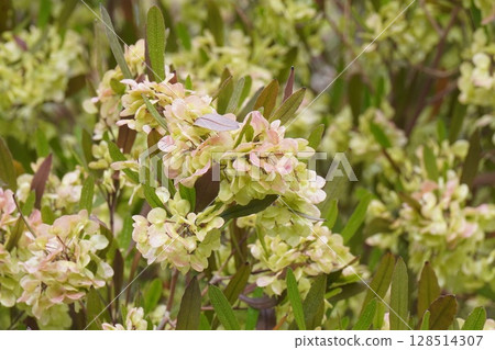 甘蔗翅果，2025年5月 128514307