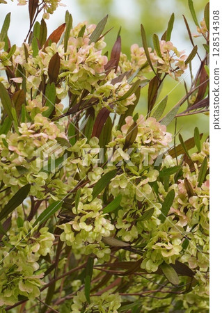 甘蔗翅果,2025年5月 甘蔗翅果,2025年5月 128514308