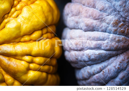 Detailed view of two Black Futsu pumpkin skin in blue and yellow tones 128514529
