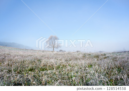 Frosty mountain pasture with green grass and a lone autumn tree Frosty mountain pasture with green grass and a lone autumn tree 128514538