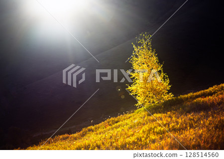 Lonely yellow birch tree glowing by bright setting sun 128514560