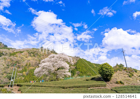 Mizume Sakura, Ushidai, a 300-year-old cherry tree in a tea field in Kawane-cho, Shimada City, Shizuoka Prefecture 128514641