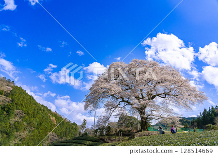 Mizume Sakura, Ushidai, a 300-year-old cherry tree in a tea field in Kawane-cho, Shimada City, Shizuoka Prefecture Mizume Sakura, Ushidai, a 300-year-old cherry tree in a tea field in Kawane-cho, Shimada City, Shizuoka Prefecture 128514669