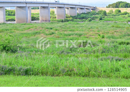 利根川、國道122號線、昭和橋、羽生道之站附近、初夏的風景 利根川、國道122號線、昭和橋、羽生道之站附近、初夏的風景 128514905