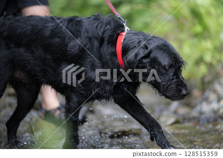 A large dog and its owner playing in the river. A dog that enjoys the heat and plays in the river in summer. 128515359
