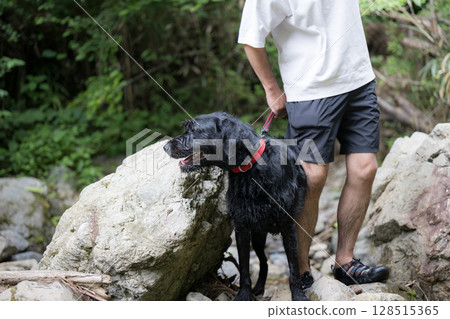 A large dog and its owner playing in the river. A dog that enjoys the heat and plays in the river in summer. 128515365