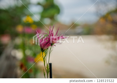 拍攝京都著名的大覺寺盛開的嵯峨菊花，據說這座寺廟深受嵯峨天皇的喜愛 128515522