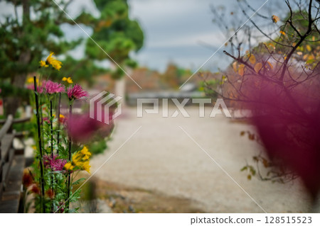 拍攝京都著名的大覺寺盛開的嵯峨菊花，據說這座寺廟深受嵯峨天皇的喜愛 128515523