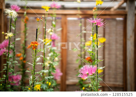 拍攝京都著名的大覺寺盛開的嵯峨菊花,據說這座寺廟深受嵯峨天皇的喜愛 拍攝京都著名的大覺寺盛開的嵯峨菊花,據說這座寺廟深受嵯峨天皇的喜愛 128515525