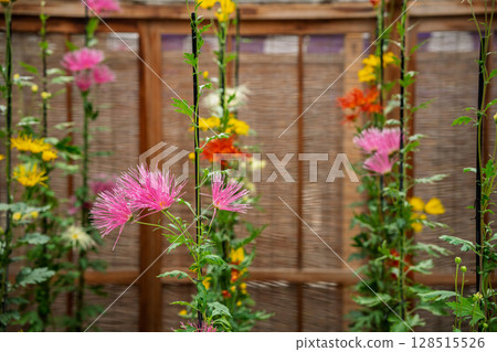 Photographing Saga chrysanthemums blooming at the prestigious Daikakuji Temple in Kyoto, which is said to have been beloved by Emperor Saga Photographing Saga chrysanthemums blooming at the prestigious Daikakuji Temple in Kyoto, which is said to have been beloved by Emperor Saga 128515526