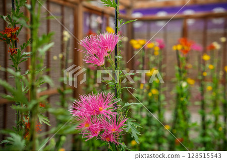 拍攝京都著名的大覺寺盛開的嵯峨菊花，據說這座寺廟深受嵯峨天皇的喜愛 128515543