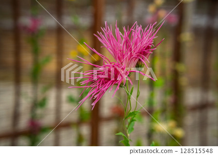 拍攝京都著名的大覺寺盛開的嵯峨菊花，據說這座寺廟深受嵯峨天皇的喜愛 128515548