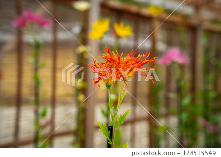 拍攝京都著名的大覺寺盛開的嵯峨菊花，據說這座寺廟深受嵯峨天皇的喜愛 128515549