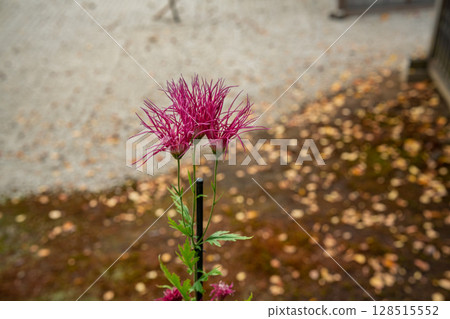 拍攝京都著名的大覺寺盛開的嵯峨菊花，據說這座寺廟深受嵯峨天皇的喜愛 128515552