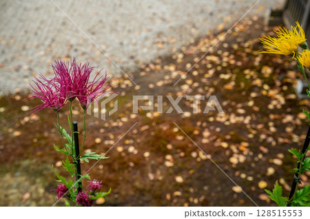 Photographing Saga chrysanthemums blooming at the prestigious Daikakuji Temple in Kyoto, which is said to have been beloved by Emperor Saga 128515553