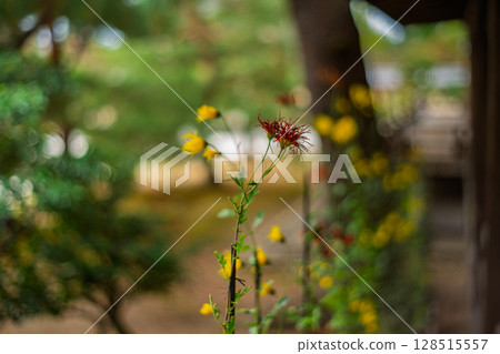 拍攝京都著名的大覺寺盛開的嵯峨菊花，據說這座寺廟深受嵯峨天皇的喜愛 128515557
