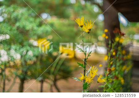 拍攝京都著名的大覺寺盛開的嵯峨菊花，據說這座寺廟深受嵯峨天皇的喜愛 128515559