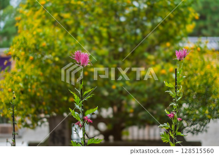 Photographing Saga chrysanthemums blooming at the prestigious Daikakuji Temple in Kyoto, which is said to have been beloved by Emperor Saga 128515560