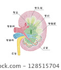 Kidney structure: longitudinal section 128515704