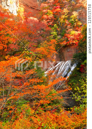 [Ibaraki Prefecture] Autumn leaves at Fukuroda Falls 128515758