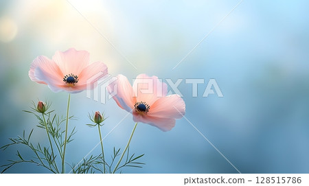Soft Pink Flowers with Green Buds against a Gentle Blue Blurred Background 128515786