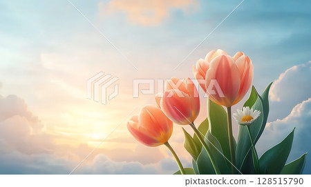 Beautiful Tulips Under a Colorful Sky at Sunrise with Soft Clouds and Gentle Light 128515790