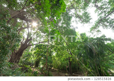 台北北投文學街菩提樹[台灣圖] 128515816