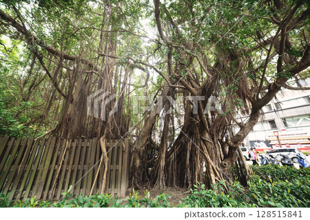 台北北投文學街菩提樹[台灣圖] 128515841