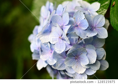 山谷中盛開的淡藍色繡球花 山谷中盛開的淡藍色繡球花 128515975