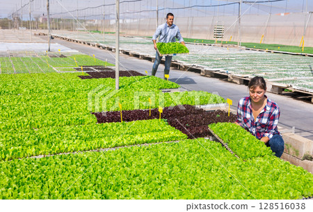 Woman farmer hollding seedling box. Young people working in vegetable cultivation greenhouse Woman farmer hollding seedling box. Young people working in vegetable cultivation greenhouse 128516038