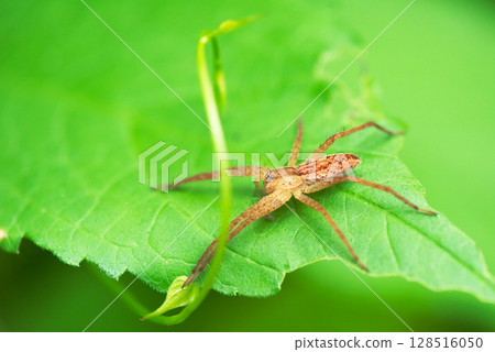 Spider waiting for prey on the leaves Spider waiting for prey on the leaves 128516050