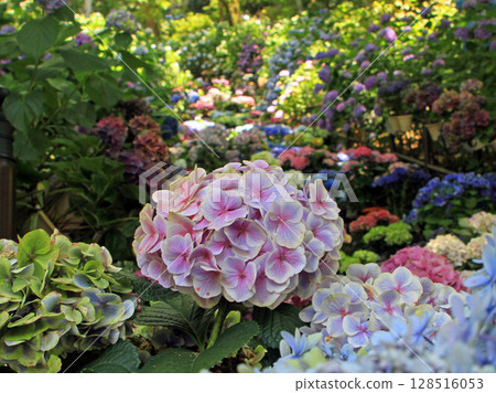 Hydrangea Corridor at Hasedera Temple Hydrangea Corridor at Hasedera Temple 128516053