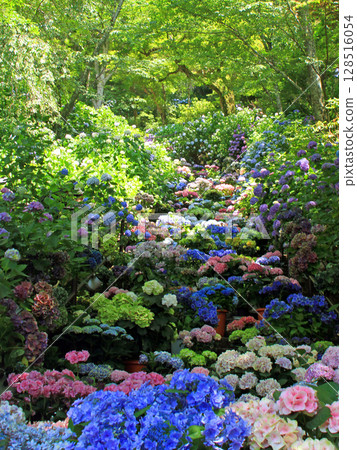 長谷寺的紫陽花迴廊 長谷寺的紫陽花迴廊 128516054