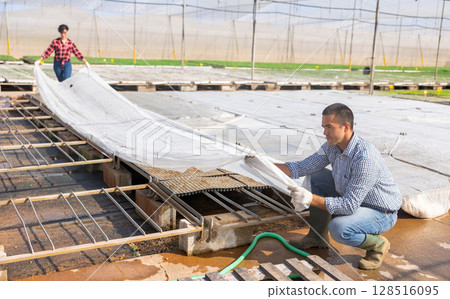 Experienced man covering seeds with plastic transparent film in greenhouse 128516095