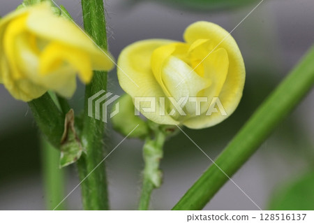 Yellow adzuki bean flower 128516137