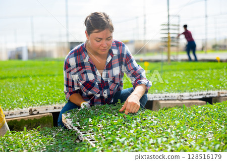 Scilled positive young woman working with nursery trays sprouts at greenhouse Scilled positive young woman working with nursery trays sprouts at greenhouse 128516179