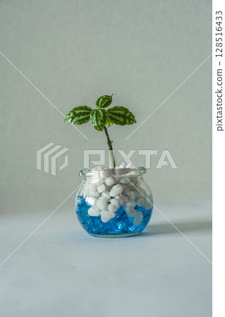 小室內綠色 128516433